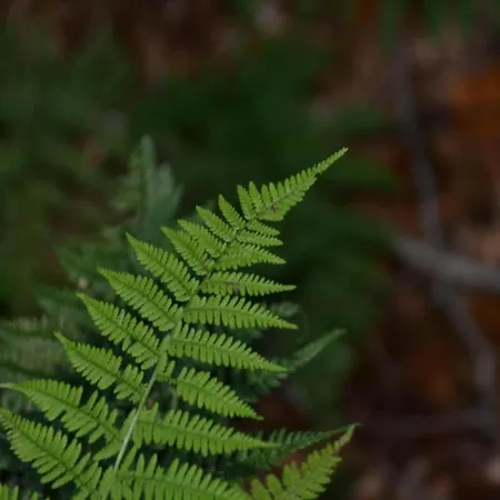 Comfortable Villa, *